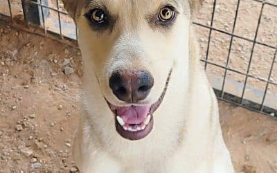 DOG ADOPTION EVENT – APRIL 15