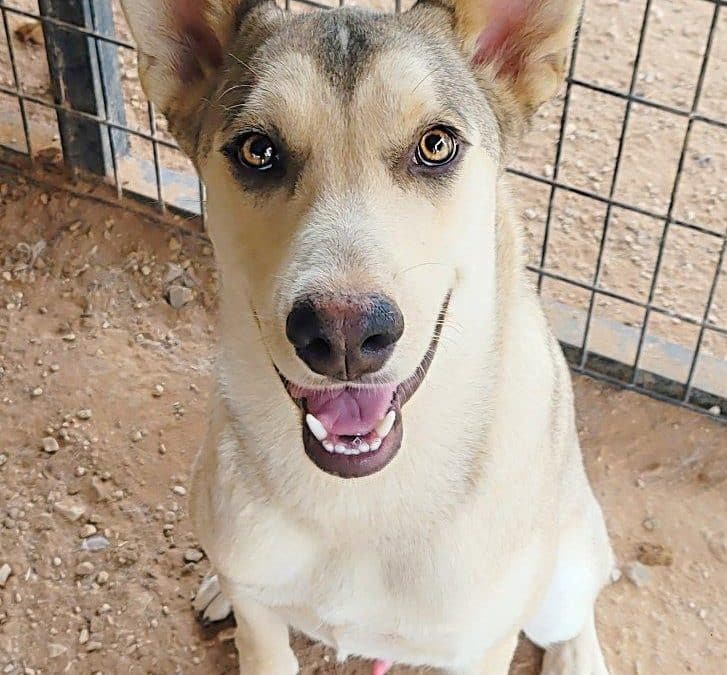 DOG ADOPTION EVENT – APRIL 15